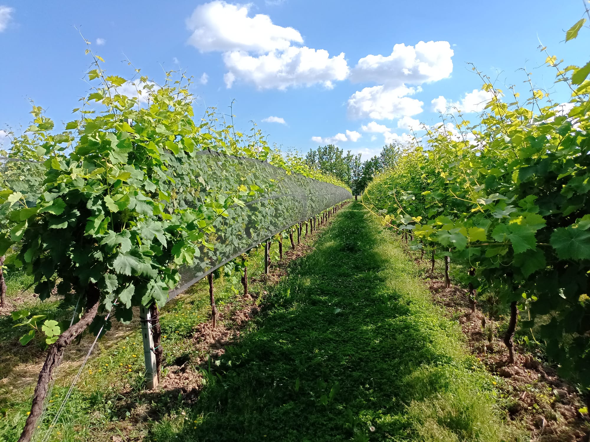 WhatsApp Image 2024-05-29 at 17.05.07